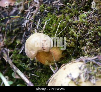 Un champignon de la famille des Boletaceae dans le bois Banque D'Images