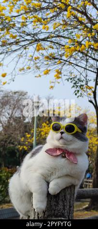 Propriétaire d'animal prend chat pour se garer pour la vue au printemps avec beau fond de chrysanthème Suzuki Banque D'Images