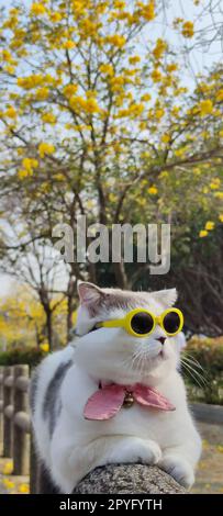 Propriétaire d'animal prend chat pour se garer pour la vue au printemps avec beau fond de chrysanthème Suzuki Banque D'Images