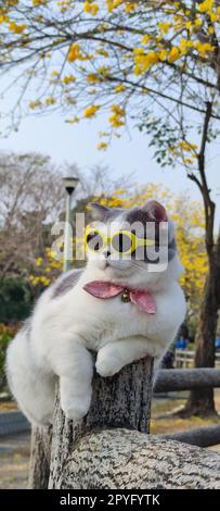 Propriétaire d'animal prend chat pour se garer pour la vue au printemps avec beau fond de chrysanthème Suzuki Banque D'Images