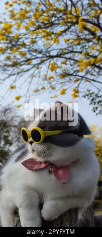 Propriétaire d'animal prend chat pour se garer pour la vue au printemps avec beau fond de chrysanthème Suzuki Banque D'Images