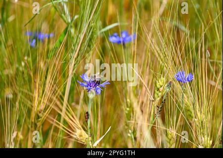 Une abeille sur un bleuet dans le champ de maïs Banque D'Images