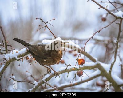 Blackbird assis dans un pommier Banque D'Images