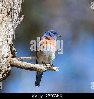 Photo sélective d'un Bluebird de l'est perché sur une branche d'arbre Banque D'Images