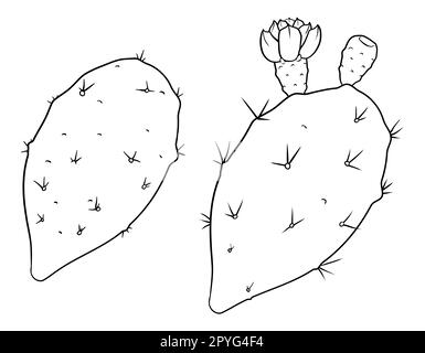 Set avec des nopales ou cactus de poire pickly, un avec fleur et des fruits dans les contours pour les activités de coloration. Illustration de Vecteur