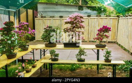 Arbres bonsaï rhododendron (azalées) aux couleurs rose, rouge et blanc sur les tables (prix correspondant) Banque D'Images