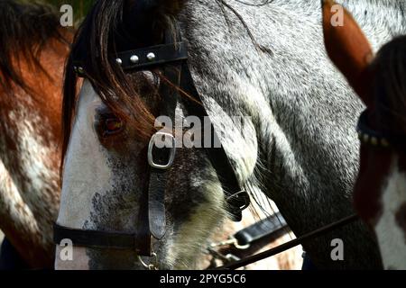 Portrait d'un cheval, gros plan. Il s'agit d'un mammifère ungulé à embout impair appartenant à la famille taxonomique des équidés. Banque D'Images