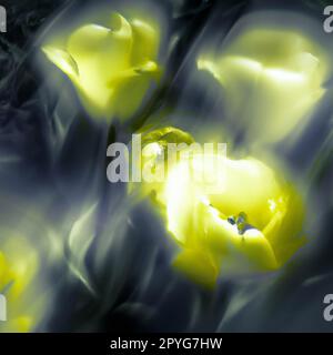 tulipe Tulipa, herbes bulbeuses de la famille des liacées. Des tulipes, des fleurs de jardin, des cultivars et des variétés ont été mis au point. Fleurs rose délicat y Banque D'Images