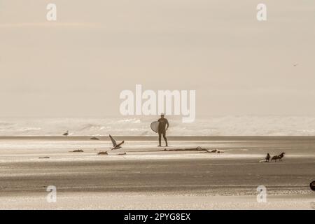 Une seule surfeuse en costume mouillé revenant de l'océan à la plage avec des oiseaux debout et volant et une corde lavée sur la côte - Sepia et foyer sélectif Banque D'Images