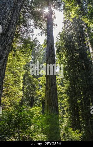 Au fond de la forêt de séquoias, avec vue sur la lansflare Banque D'Images