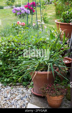 jardin rustique - fleurs fleuries dans des pots d'argile Banque D'Images