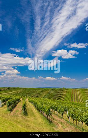 Vignoble près de Velke Bilovice, Moravie du Sud, République tchèque Banque D'Images