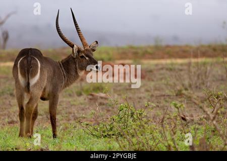 Une photo en gros plan d'un buck d'eau debout sur l'herbe de savane sèche, en regardant au loin avec son fond à anneaux blancs distinctif et incurvé Banque D'Images