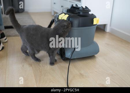 Aspirateur professionnel Scottish fold Sniff Round pour chats. Nettoyage et animaux de compagnie Banque D'Images