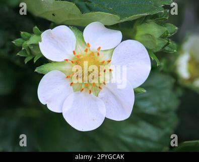 La fleur d'un plant de fraise. Gros plan d'une fleur de fraise. Banque D'Images