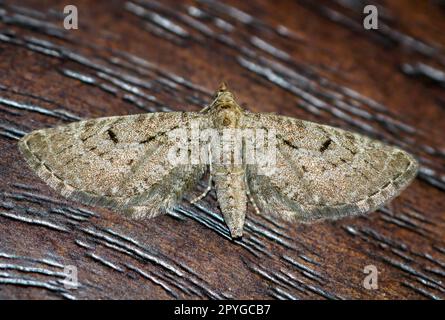 Probablement la grande teigne florale de genévrier (Eupithecia intricata) sur une planche de bois. Banque D'Images