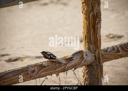 Gros plan d'un Canary Pipit (Anthus berthelotii), un oiseau à gué dans les îles Canaries. Banque D'Images