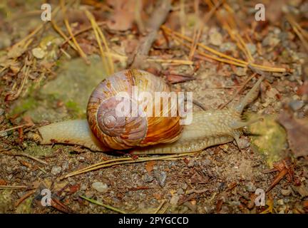 Un escargot romain avec une coquille brune sur le sol de la forêt. Banque D'Images