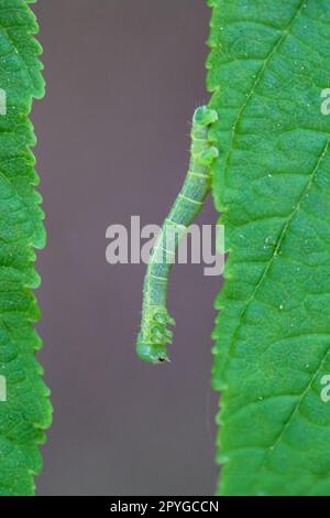 Une chenille d'une mite entre deux feuilles. Banque D'Images