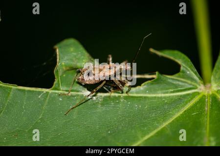 Un prédateur de longhorn bush Himacerus apterus sur une plante. Banque D'Images