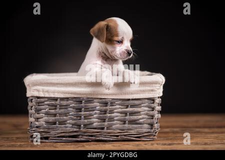 Petit chien dans un panier en osier Banque D'Images
