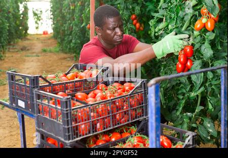 Le propriétaire heureux de la ferme cueille des tomates rouges mûres Banque D'Images