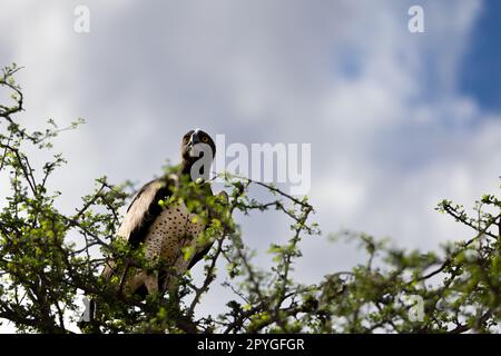 Gros plan d'un majestueux aigle martial assis au-dessus d'un arbre avec un fond bleu ciel dans la réserve kényane Tsavo East Banque D'Images