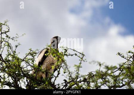 Gros plan d'un majestueux aigle martial assis au-dessus d'un arbre avec un fond bleu ciel dans la réserve kényane Tsavo East Banque D'Images