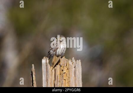 Hibou pygmée eurasien (Glaucidium passerinum) au soleil d'hiver Banque D'Images