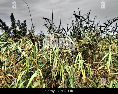 Roseau commun, ou roseau du sud, Phragmites australis, une grande herbe vivace du genre Reed. Flore de l'estuaire. Plante aimant l'humidité. Sols avec eaux souterraines proches. Temps orageux. Banque D'Images