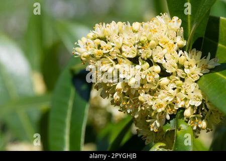 Gros plan de skimmia japonica Kew fleurs vertes en fleur Banque D'Images