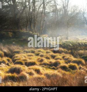 Zone humide danoise - Parc national de Rebild. Nature matinale - terre marécageuse. Un sol humide et boueux trop doux pour supporter un corps lourd. Parc national de Rebild, Jutland, Danemark. Banque D'Images