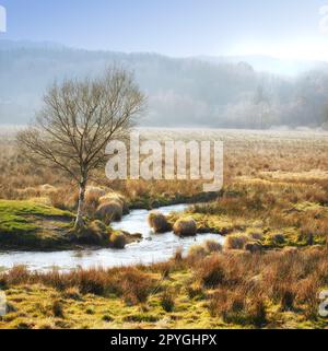 Zone humide danoise - Parc national de Rebild. Nature matinale - terre marécageuse. Un sol humide et boueux trop doux pour supporter un corps lourd. Parc national de Rebild, Jutland, Danemark. Banque D'Images