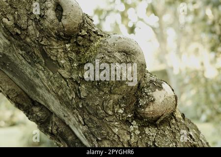 La forêt de trolls - Rebild, Danemark. La forêt enchantée dans le parc national de Rebild, Jutland, Danemark. Banque D'Images