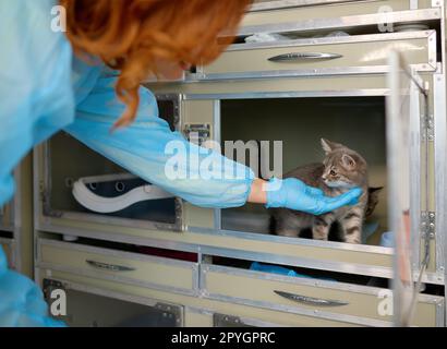 Femme vétérinaire prenant chaton de logement temporaire à la clinique de magasin vétérinaire Banque D'Images