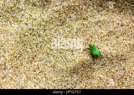 Petit coléoptère vert métallique rampant sur un sol sablonneux en Allemagne. Banque D'Images