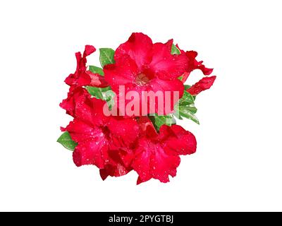 Fleurs d'Azalea isolées sur fond blanc Banque D'Images