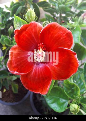 belle fleur d'hibiscus rouge isolée sur fond blanc Banque D'Images