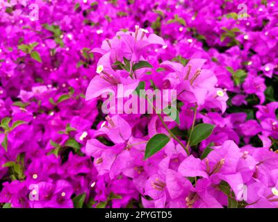 Fond floral de fleurs de bougainvilliers. Fleurs de bougainvilliers magenta rose vif comme fond floral. Texture et fond des fleurs de bougainvilliers Banque D'Images