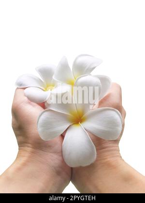 fleur de frangipani à la main Banque D'Images