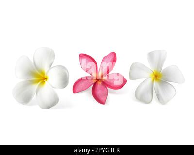 Fleur de frangipanier isolated on white Banque D'Images