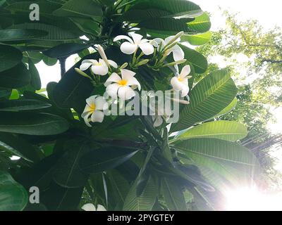 Fleurs de frangipanier Banque D'Images