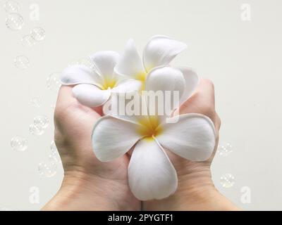 fleur de frangipani à la main Banque D'Images