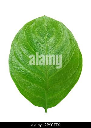 Vert feuille isolé sur fond blanc Banque D'Images