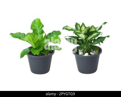 Maison plante en pot isolée sur blanc Banque D'Images