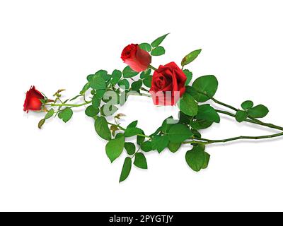 Roses rouges et pétales de rose sur fond blanc, concept de la Saint-Valentin Banque D'Images