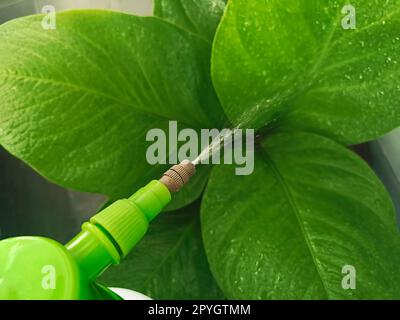 pulvérisation d'une floraison contre les maladies et les ravageurs. Utiliser un pulvérisateur à main avec des pesticides dans le jardin Banque D'Images