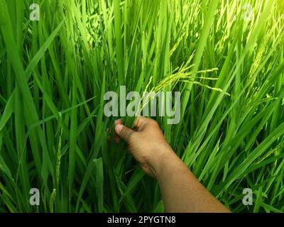 Main tendre touchant le jeune riz dans le champ de paddy avec la lumière du soleil. Banque D'Images