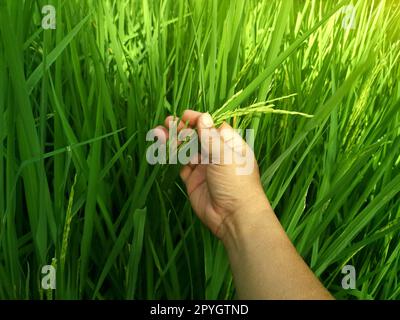 Main tendre touchant le jeune riz dans le champ de paddy avec la lumière du soleil. Banque D'Images