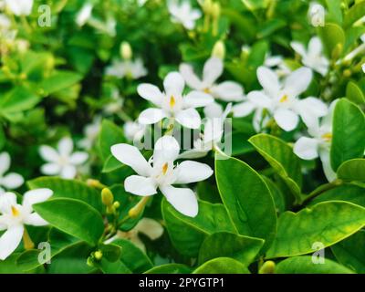 Fleurs blanches dans le matin Banque D'Images